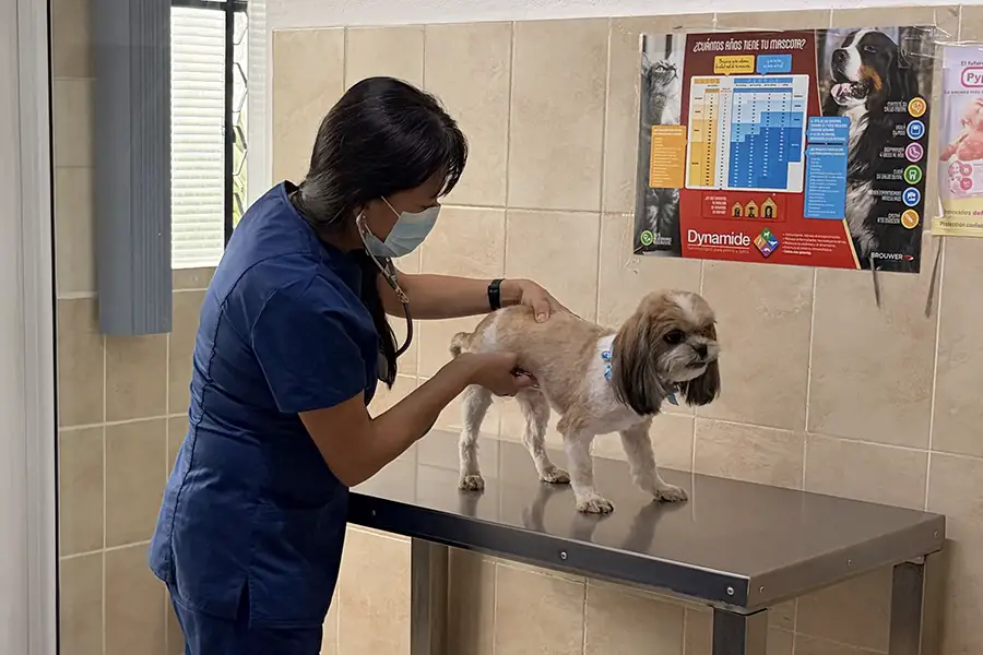 Hospital de Mascotas Mariscal Hospital de Mascotas Mariscal